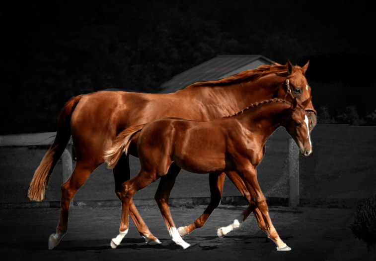 warmblood sport horse breeding quality foals