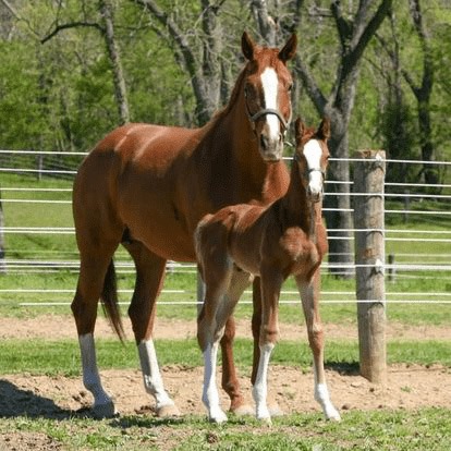 warmblood mare and foal with blazes and stocking feet
