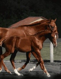 warmblood sporthorse chestnut mare and foal for sale
