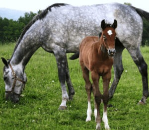 grey warmblood mare with bay foal in pasture