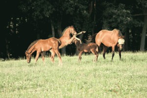 raising playful and curious foals in a natural setting