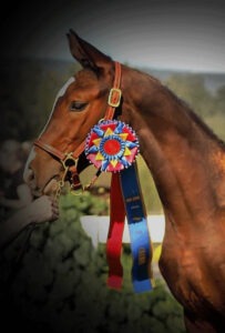 award winning warmblood foal