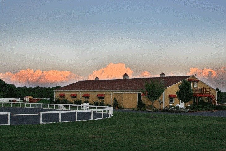 last laugh farm training and hand raising warmblood sport horses