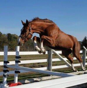 Top talented warmblood sporthorses for eventing and hunter jumper for sale