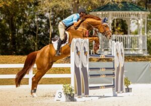 talented warmblood jumper going over a 5 foot fence