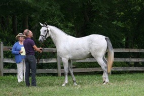 beautiful warmblood sport horse prospect for sale