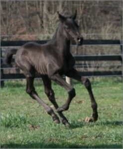day old black foal running
