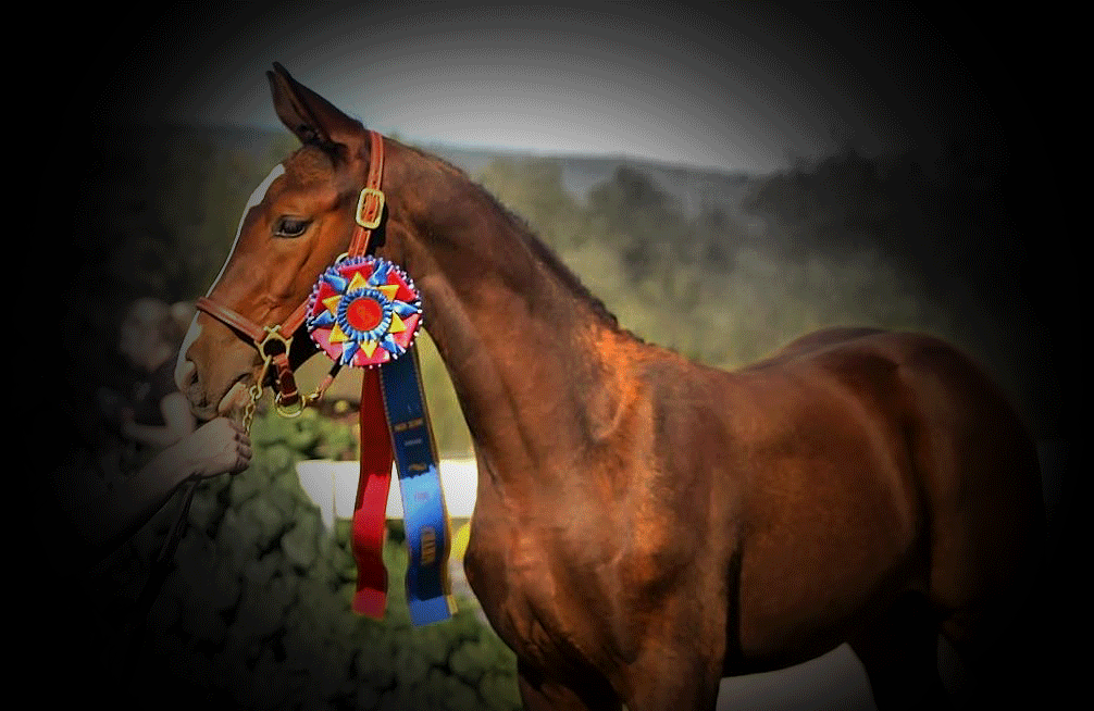 beautiful warmblood filly who has won awards for conformation