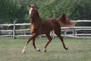 beautiful chestnut with amazing movement in a field