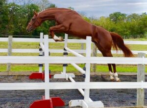 warmblood stallion in free jump