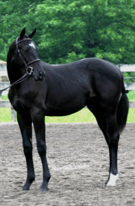 beautiful black sporthorse with small snip