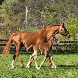 warmblood mare and newborn filly