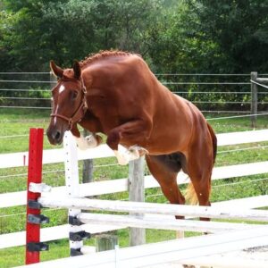 premiere jumper mare with huge bascule for sale