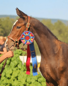 award-winning sporthorses