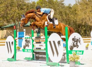 Stallion Billy Echo premiere jumping horse in Wellington FL