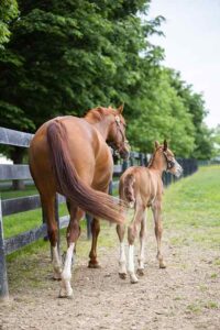 warmblood mare and filly walking side by side