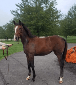 sporthorse colt prospect for sale