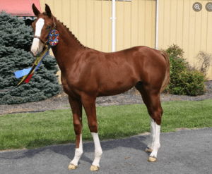 warmblood chestnut with blaze and four stockings for sale