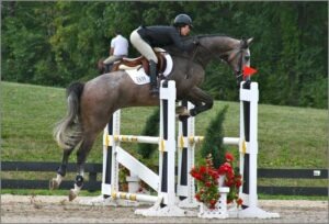 talented sporthorse jumper bred by Last Laugh Farm