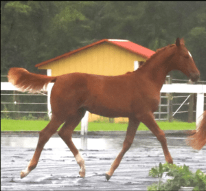 warmblood sport horse filly for sale bred by Last Laugh Farm